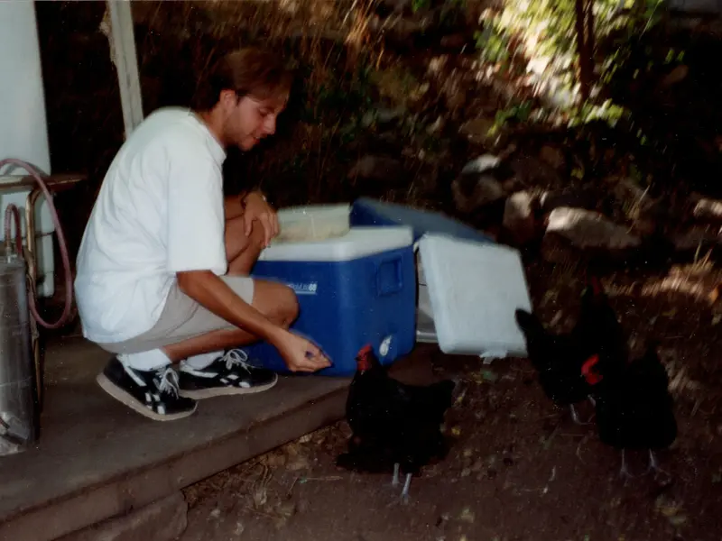 Feeding Chickens