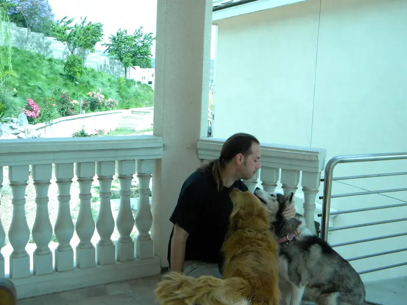 Smart Dogs