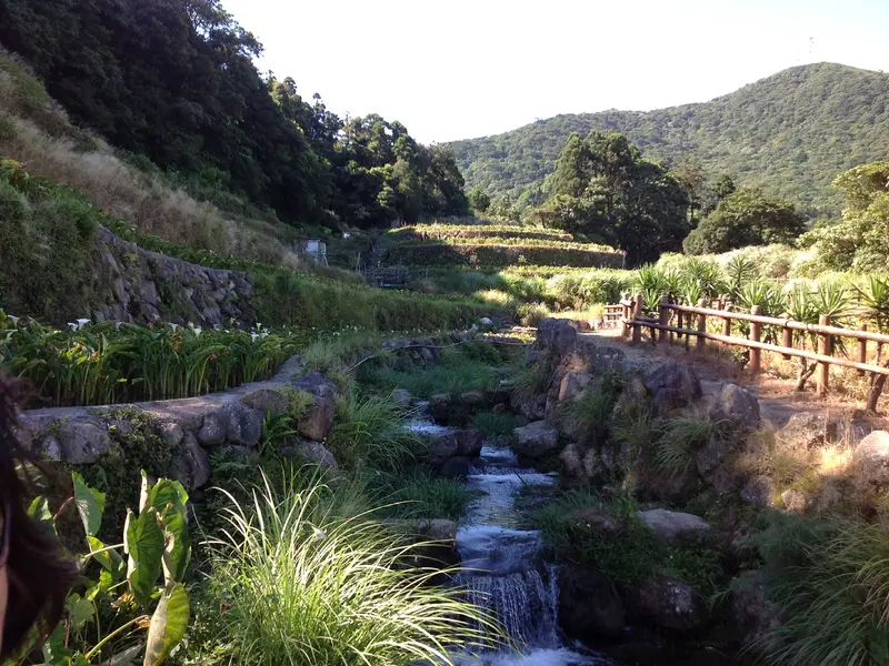 陽明山馬蹄蓮